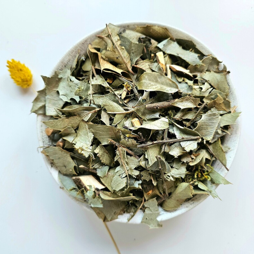 Congorosa Premium Herbal Tea Maytenus ilicifolia  Espinheira Santa  Cancrosa  Maiteno  Chuchuwasi  Herbalism  Sacred  Ayurvedic