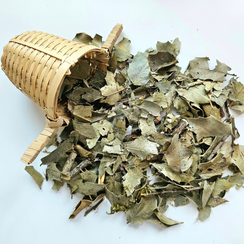 Congorosa Premium Herbal Tea Maytenus ilicifolia  Espinheira Santa  Cancrosa  Maiteno  Chuchuwasi  Herbalism  Sacred  Ayurvedic