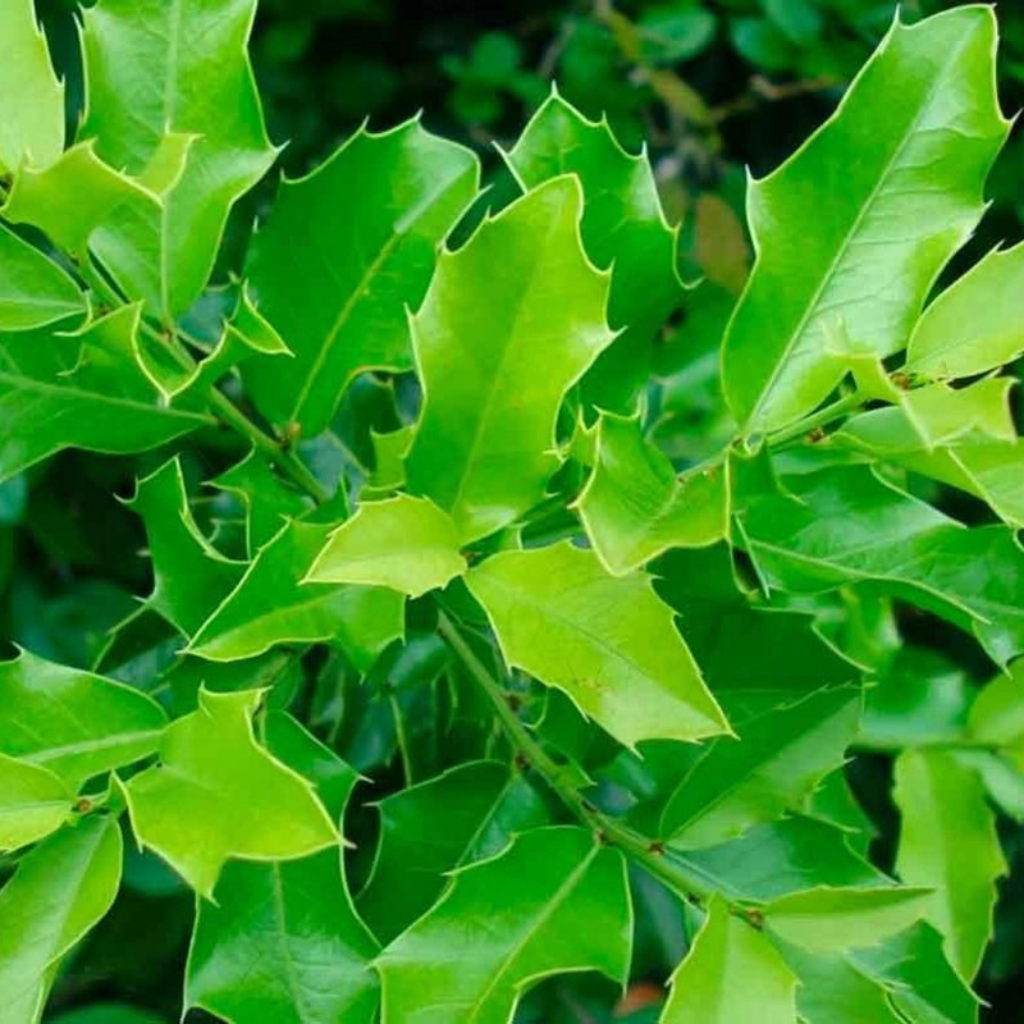 Congorosa Premium Herbal Tea Maytenus ilicifolia  Espinheira Santa  Cancrosa  Maiteno  Chuchuwasi  Herbalism  Sacred  Ayurvedic