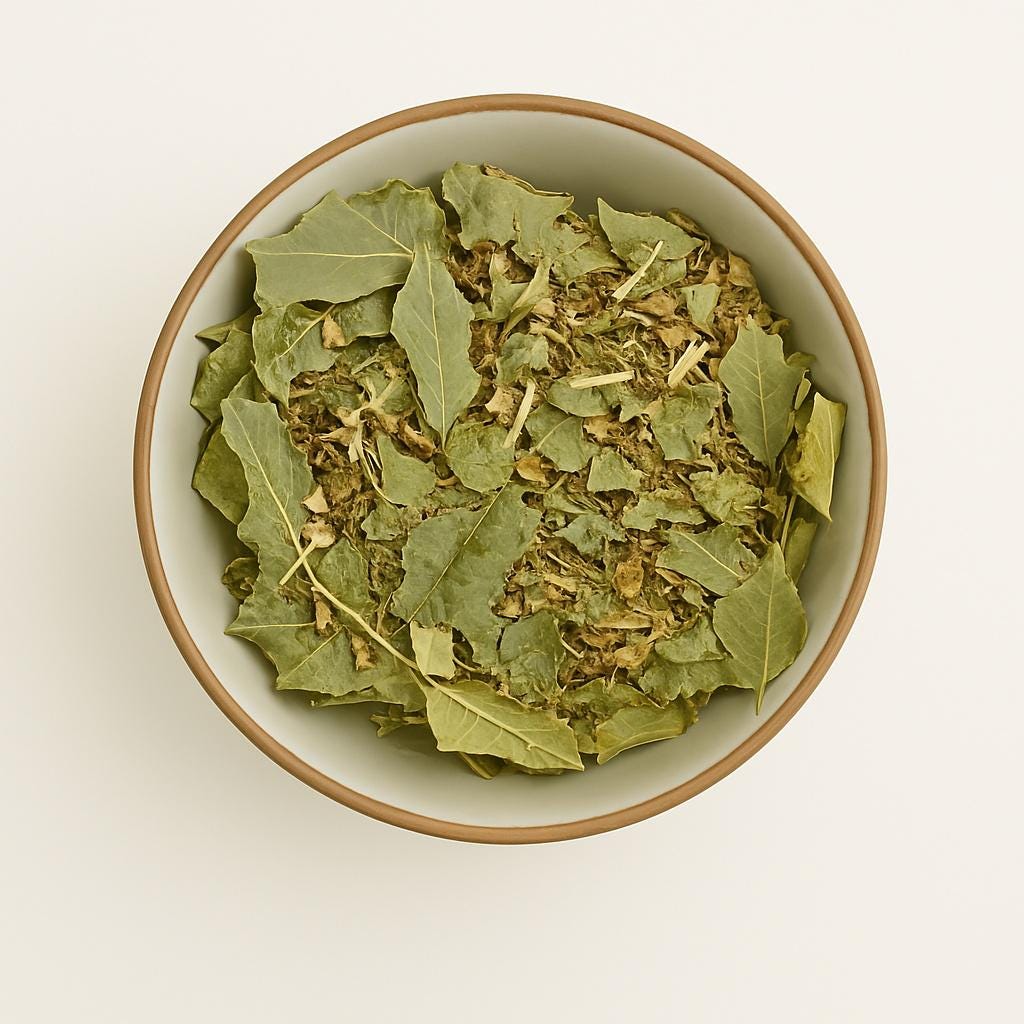 Congorosa Premium Herbal Tea Maytenus ilicifolia Espinheira Santa Cancrosa Maiteno Chuchuwasi Herbalism Sacred Ayurvedic